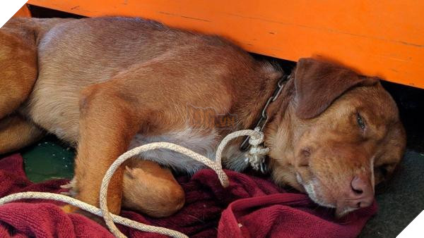 lost bird chu cho boi 220km den gian khoan thai lan 7