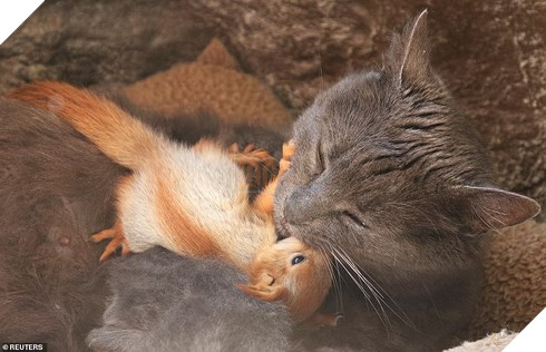 HOÀNG THƯỢNG CÓ TÂM NHẤT QUẢ ĐẤT: NHẬN BỐN CHÚ SÓC MỒ CÔI LÀM CON NUÔI, CÂU CHUYỆN NGỌT NGÀO BẮT ĐẦU