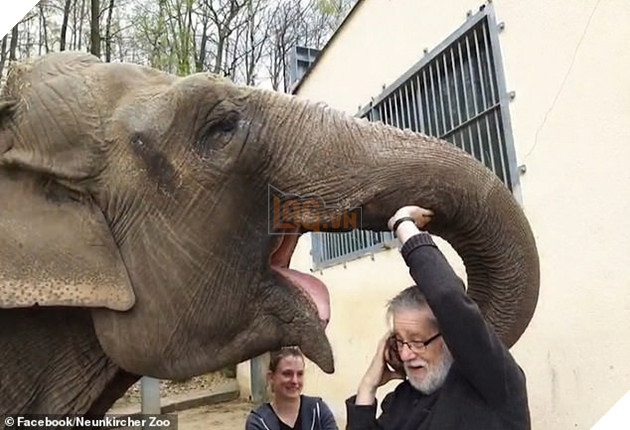 Clip: Người quản tượng xúc động khi con voi 52 tuổi vẫn nhận ra ông sau 32 năm xa cách - Ảnh 3.