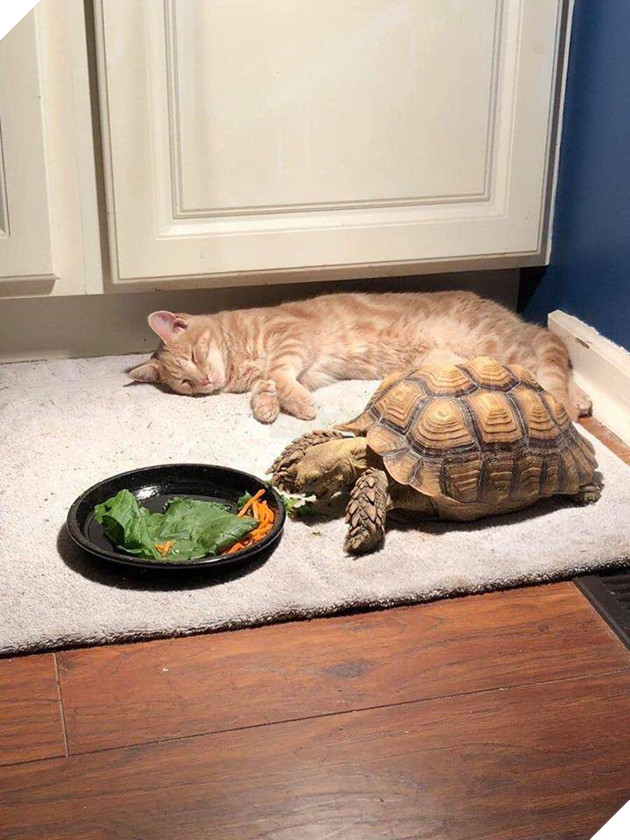 Đáng yêu nổ Twitter là câu chuyện mèo chờ bạn rùa ăn xong để chơi lâu đến mức ngủ gục bên cạnh - Ảnh 4.