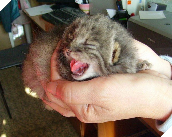 Tưởng mèo con, người nông dân nhặt về nuôi, nó lớn lên ông mới biết mình có cả một gia tài