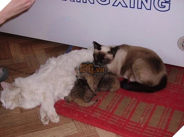 Tưởng mèo con, người nông dân nhặt về nuôi, nó lớn lên ông mới biết mình có cả một gia tài 2