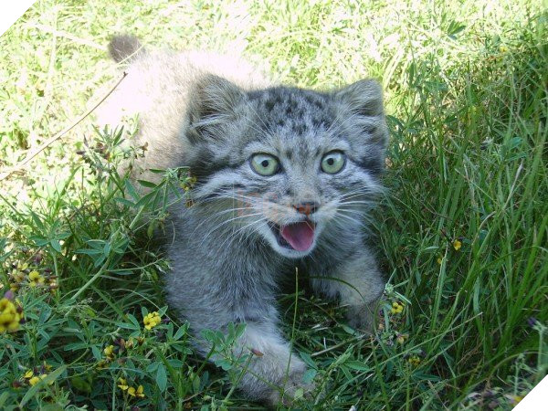 Tưởng mèo con, người nông dân nhặt về nuôi, nó lớn lên ông mới biết mình có cả một gia tài 4