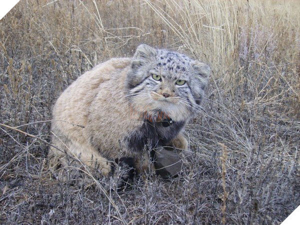 Tưởng mèo con, người nông dân nhặt về nuôi, nó lớn lên ông mới biết mình có cả một gia tài 6