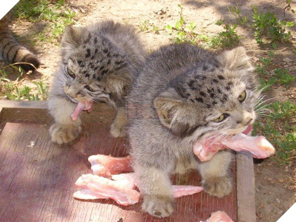 Tưởng mèo con, người nông dân nhặt về nuôi, nó lớn lên ông mới biết mình có cả một gia tài 3