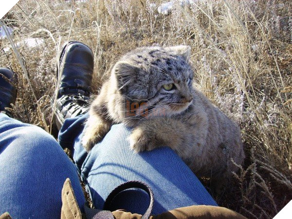 Tưởng mèo con, người nông dân nhặt về nuôi, nó lớn lên ông mới biết mình có cả một gia tài 8
