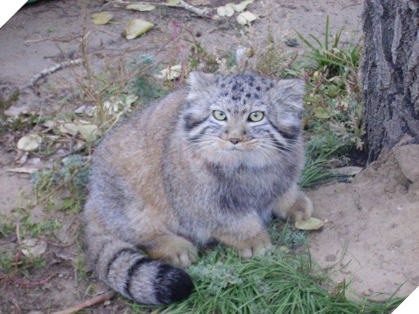 Tưởng mèo con, người nông dân nhặt về nuôi, nó lớn lên ông mới biết mình có cả một gia tài 9