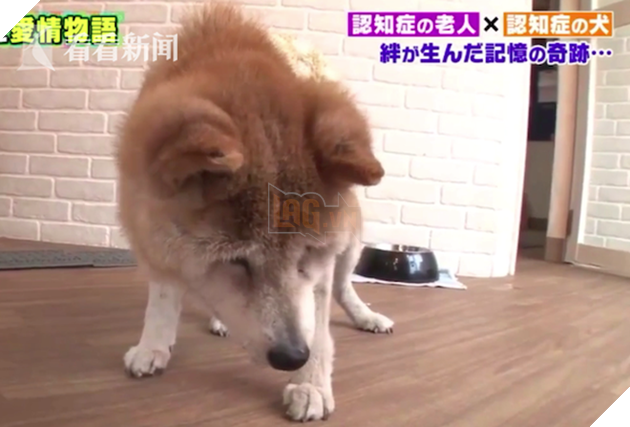 Clip: Cụ b&#224; v&#224; ch&#250; ch&#243; cưng c&#249;ng bị mất tr&#237; nhớ nhưng vẫn nhận ra nhau sau thời gian d&#224;i xa c&#225;ch - Ảnh 2.