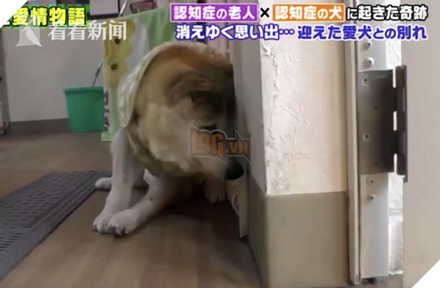 Clip: Cụ b&#224; v&#224; ch&#250; ch&#243; cưng c&#249;ng bị mất tr&#237; nhớ nhưng vẫn nhận ra nhau sau thời gian d&#224;i xa c&#225;ch - Ảnh 2.