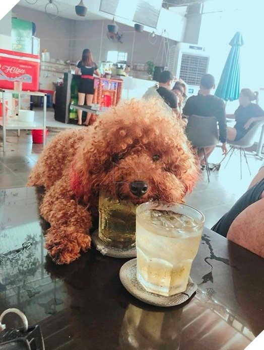 Hình ảnh chú chó cưng dễ thương của chúng ta đang sử dụng cốc để uống nước sẽ khiến bạn cảm thấy thích thú. Hãy xem!