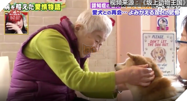 Clip: Cụ bà và chú chó cưng cùng bị mất trí nhớ nhưng vẫn nhận ra nhau sau thời gian dài xa cách - Ảnh 3.