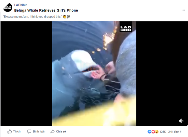 Clip: Cá voi trắng nhặt được điện thoại rơi đem trả người mất, được dân mạng tuyên dương nhiệt liệt - Ảnh 1.