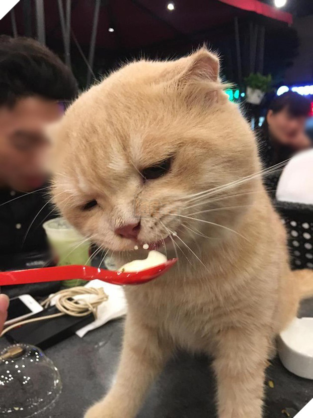 Tranh cãi chuyện chó cưng dùng cốc uống nước: Tôi đã trả tiền, cốc dùng xong sẽ rửa, chẳng sao cả  5