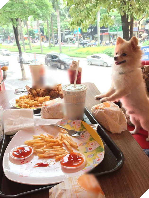 Tranh cãi chuyện chó cưng dùng cốc uống nước: Tôi đã trả tiền, cốc dùng xong sẽ rửa, chẳng sao cả  6