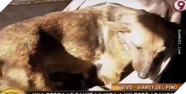 Bàn tay bé nhỏ thò ra từ ổ chó, hình ảnh mà cô không bao giờ có thể quên 2