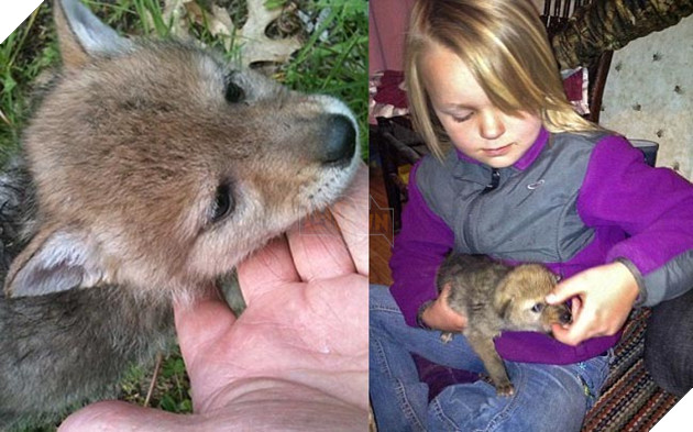 bắt cún về nuôi hóa ra là con sói