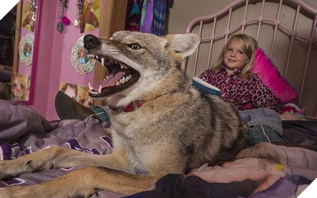 bắt cún về nuôi hóa ra là con sói