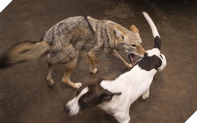 bắt cún về nuôi hóa ra là con sói