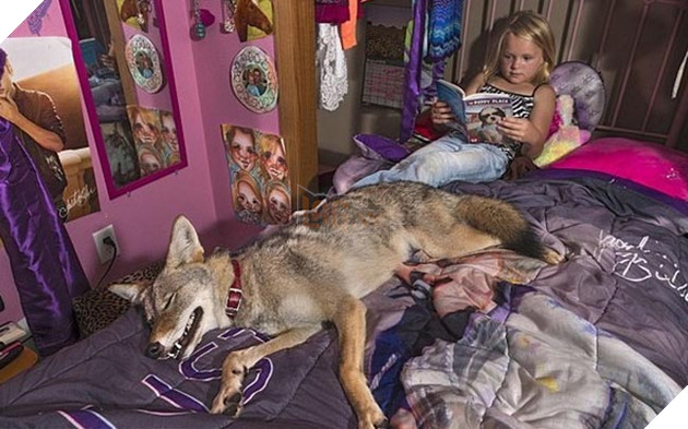 bắt cún về nuôi hóa ra là con sói