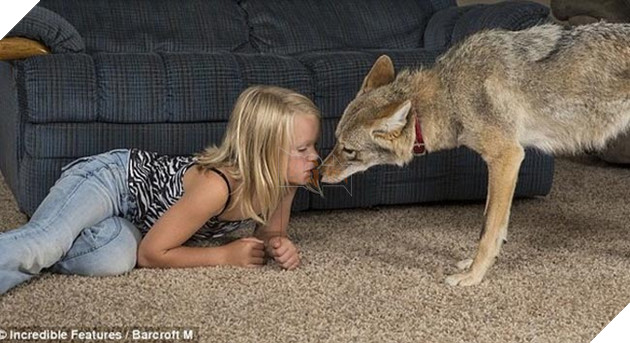 bắt cún về nuôi hóa ra là con sói