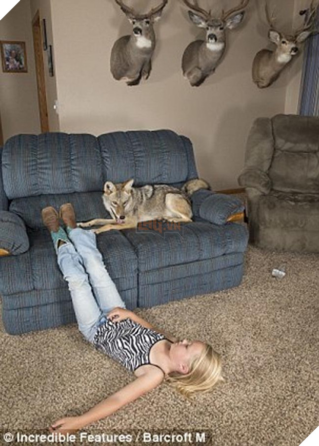 bắt cún về nuôi hóa ra là con sói