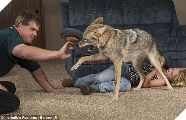 bắt cún về nuôi hóa ra là con sói