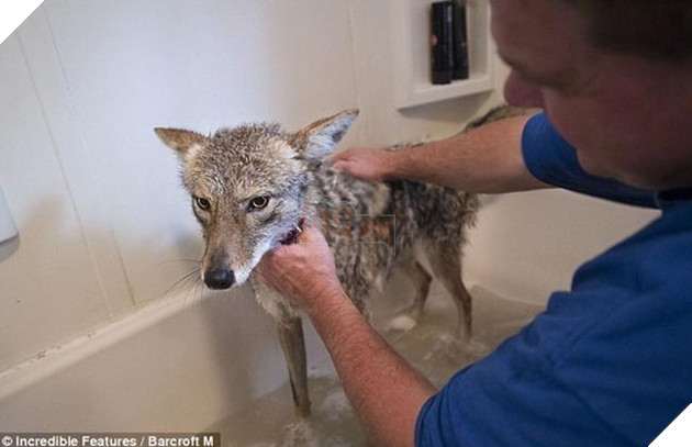 bắt cún về nuôi hóa ra là con sói