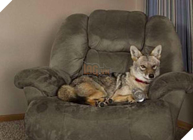 bắt cún về nuôi hóa ra là con sói