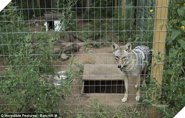 bắt cún về nuôi hóa ra là con sói