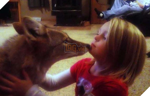 bắt cún về nuôi hóa ra là con sói