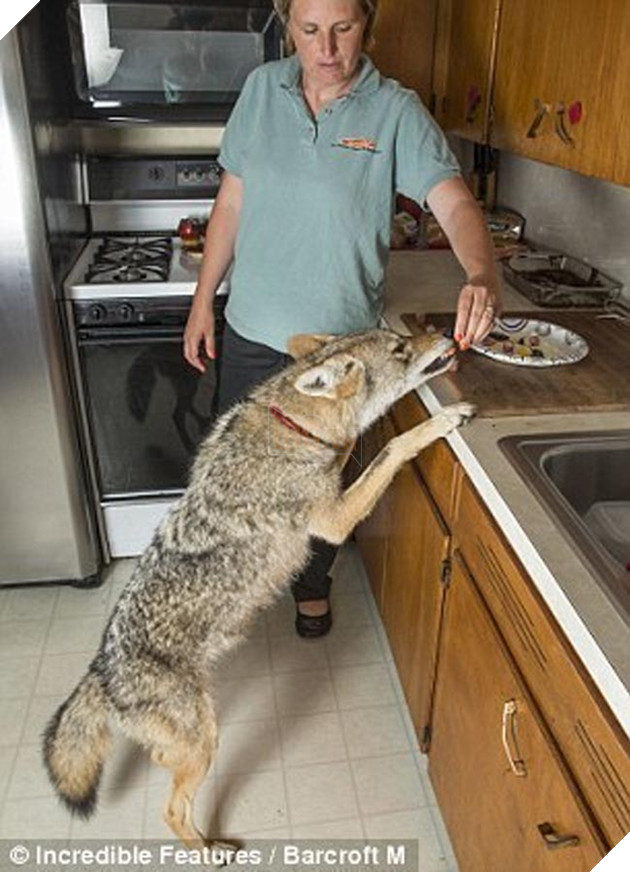 bắt cún về nuôi hóa ra là con sói