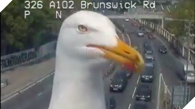 Con chim hỗn xược chắn mất camera giao thông chẳng hiểu sao thu hút tới 2,84 triệu views - Ảnh 1.