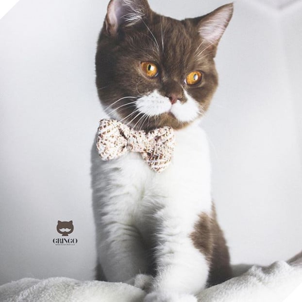 Gặp Gringo, chú mèo có ria mép như thám tử Poirot, thích đứng bằng hai chân sau