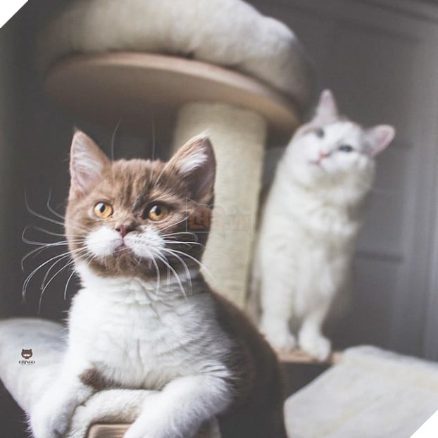 Gặp Gringo, chú mèo có ria mép như thám tử Poirot, thích đứng bằng hai chân sau