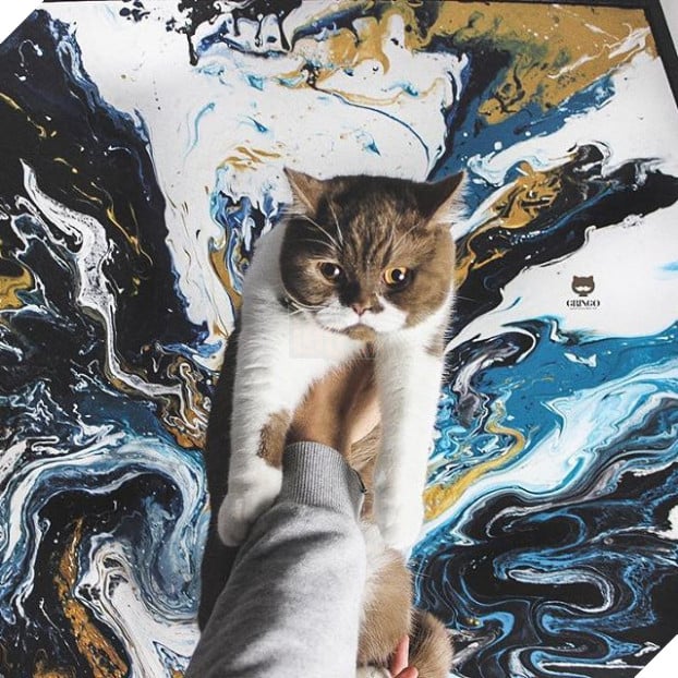 Gặp Gringo, chú mèo có ria mép như thám tử Poirot, thích đứng bằng hai chân sau