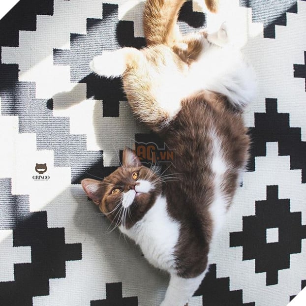 Gặp Gringo, chú mèo có ria mép như thám tử Poirot, thích đứng bằng hai chân sau