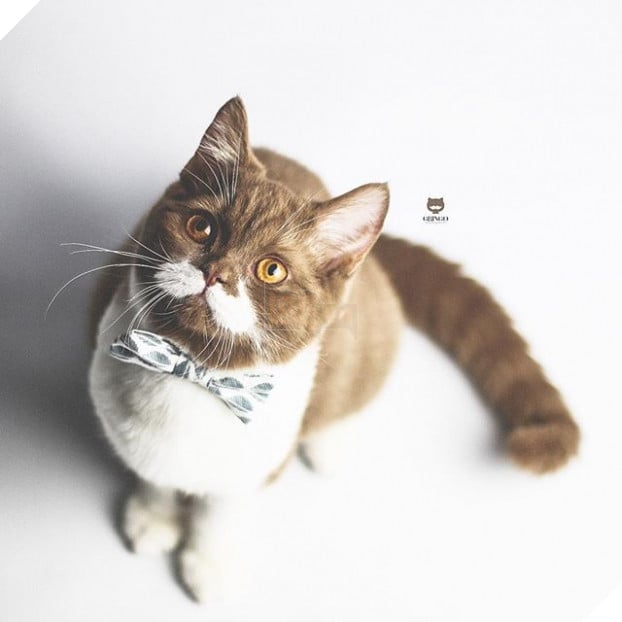 Gặp Gringo, chú mèo có ria mép như thám tử Poirot, thích đứng bằng hai chân sau