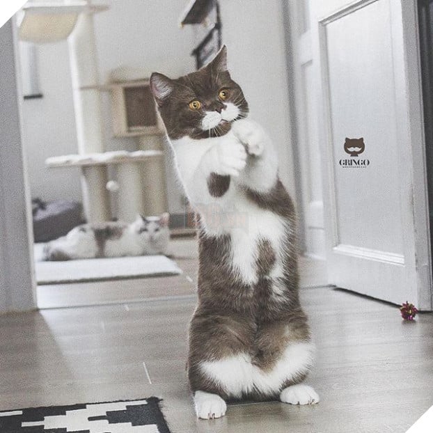 Gặp Gringo, chú mèo có ria mép như thám tử Poirot, thích đứng bằng hai chân sau