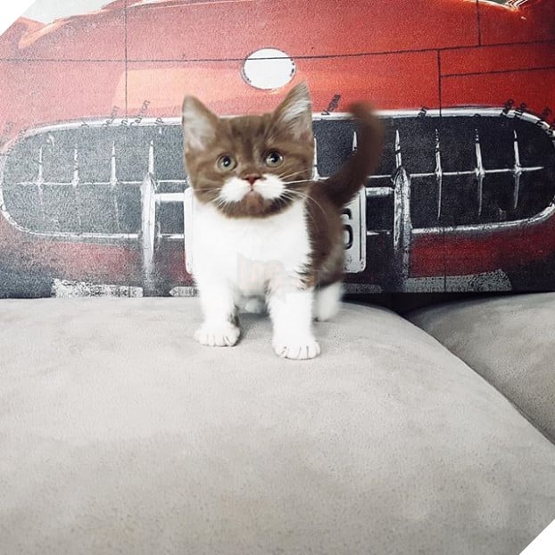 Gặp Gringo, chú mèo có ria mép như thám tử Poirot, thích đứng bằng hai chân sau