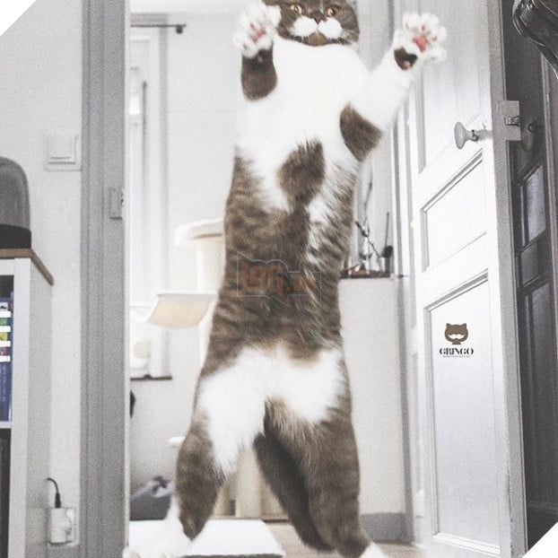 Gặp Gringo, chú mèo có ria mép như thám tử Poirot, thích đứng bằng hai chân sau