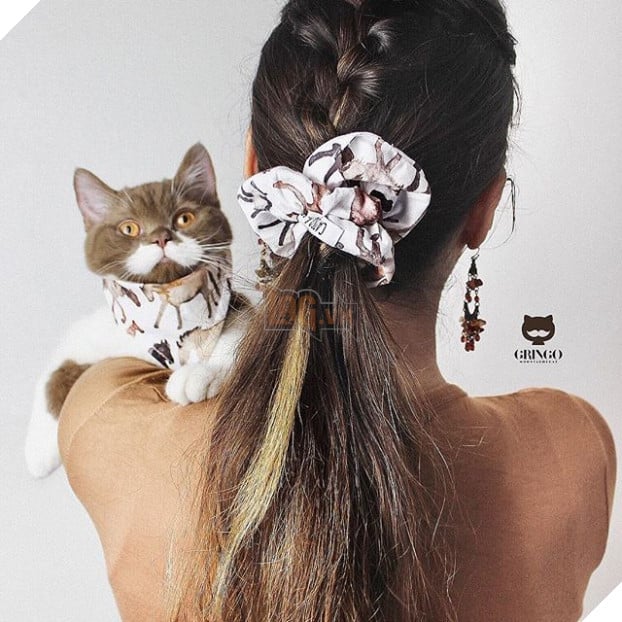 Gặp Gringo, chú mèo có ria mép như thám tử Poirot, thích đứng bằng hai chân sau