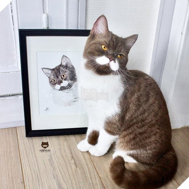 Gặp Gringo, chú mèo có ria mép như thám tử Poirot, thích đứng bằng hai chân sau