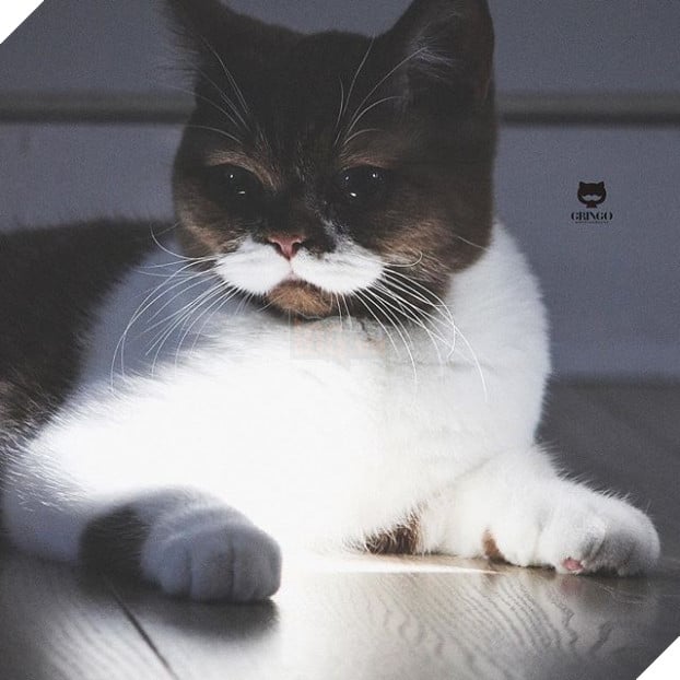 Gặp Gringo, chú mèo có ria mép như thám tử Poirot, thích đứng bằng hai chân sau