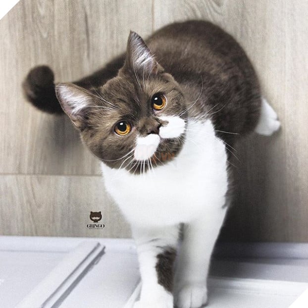 Gặp Gringo, chú mèo có ria mép như thám tử Poirot, thích đứng bằng hai chân sau