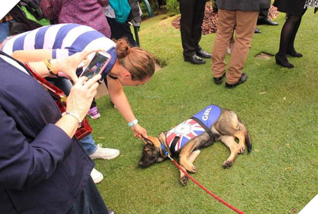 Chú chó cảnh sát bị sa thải vì thích làm quen với người lạ, bỏ quên nhiệm vụ 3