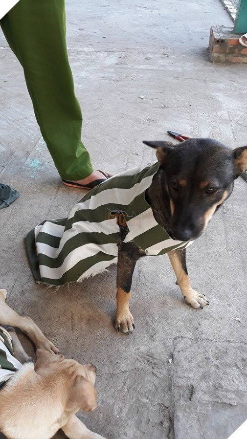 Quậy phá tưng bừng, '500 anh em' cún bị bắt mặc đồng phục ngành đi cải tạo