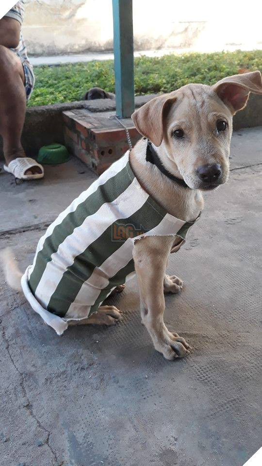 Quậy phá tưng bừng, '500 anh em' cún bị bắt mặc đồng phục ngành đi cải tạo