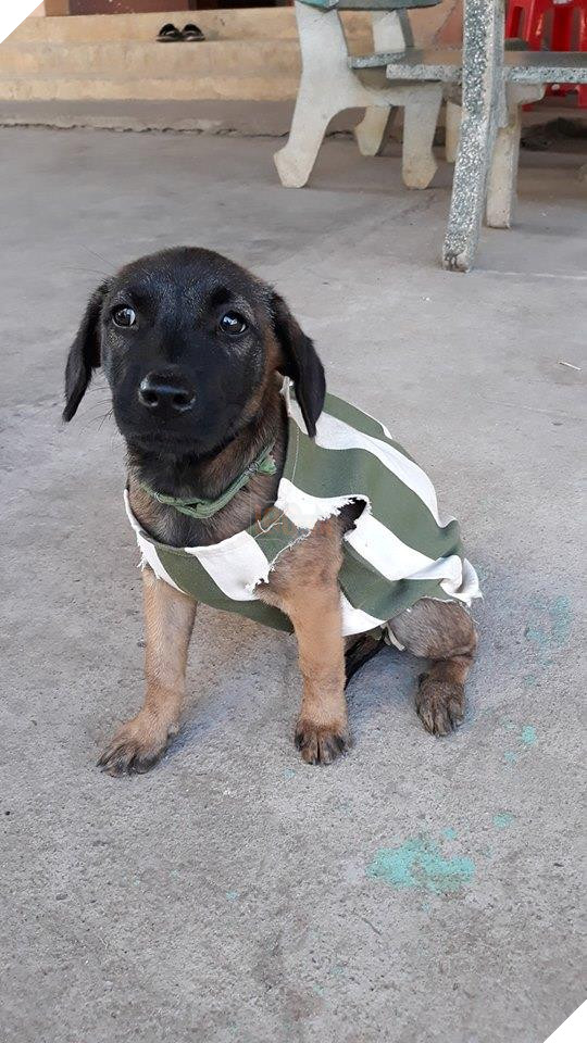 Quậy phá tưng bừng, '500 anh em' cún bị bắt mặc đồng phục ngành đi cải tạo