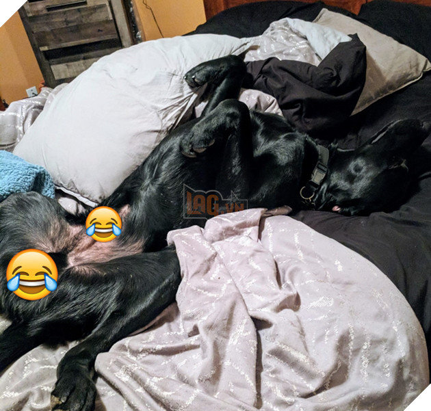 
Chú chó đen nghịch ngợm này vì buồn tình cho nên đã bỏ nhà đi bụi.