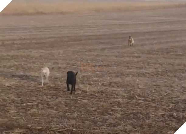 
Lúc về còn dẫn theo cả một băng nhóm.